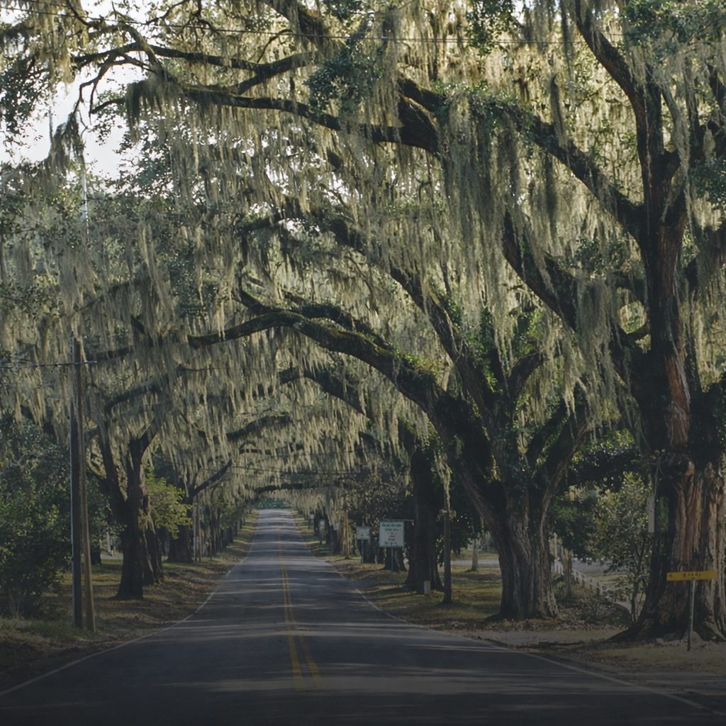 Oak-lined road in Floral City